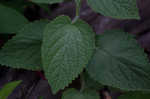 Heartleaf skullcap